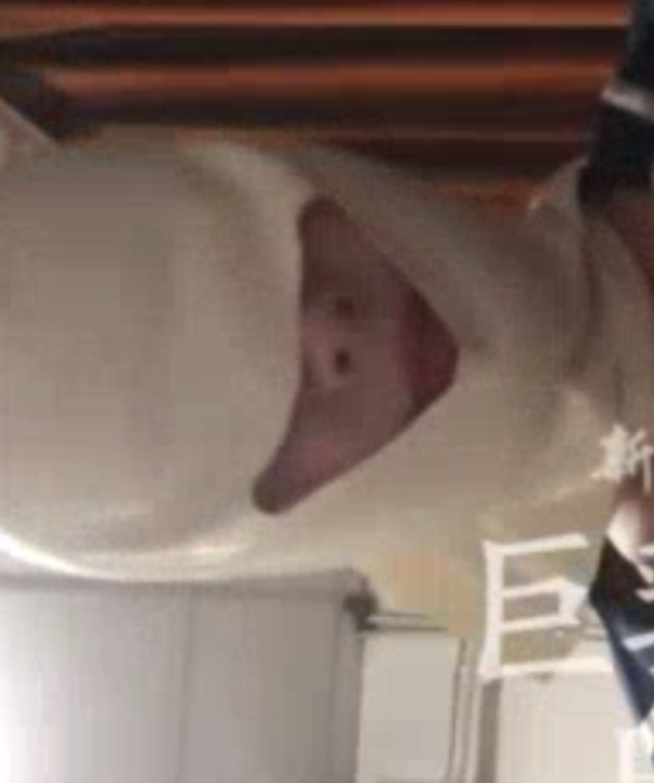 劲爆抖音视频合集大罩杯列传50部100G